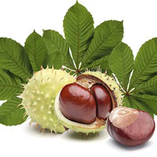 Italian Horse Chestnut