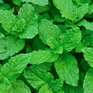 Menthol