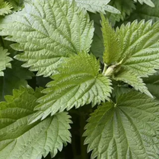 Nettle